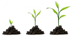Plants growing