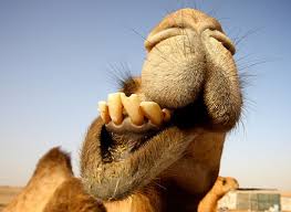 camel