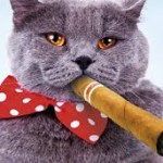 cat cigar